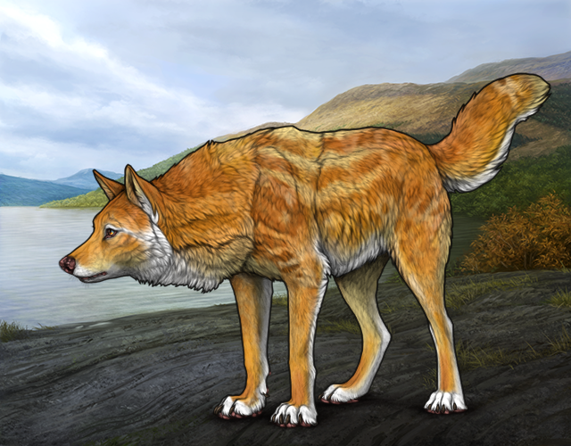 File:Rafflestud vestigeiii.png